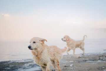 A golden retriever walks along the riverbank at dawn and swims in late autumn. Active recreation, playing with dogs. A family dog. Shelters and pet stores