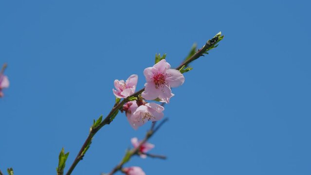Beautiful Blooming Almond Tree With Flowers. Spring Pastel Blooming Flower In Orchard.