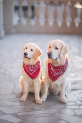 Two golden retrievers in a bandana walk around the city at sunset in summer. Active recreation, playing with dogs. A family dog. Shelters and pet stores