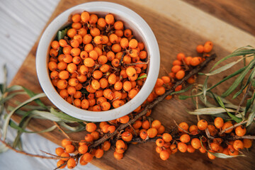 Freshly picked sea buckthorn berries on a branch. Sea buckthorn, harvested in the fall and torn from the branches, poured into a plate, ready for freezing and making healing tea