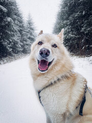 White American wolf dog / husky in a forest covered with snow 