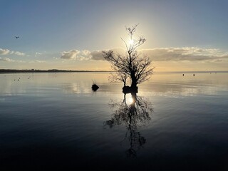 A tree reflecting in the lake during sunset