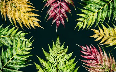 Pattern colourful exotic art leaves nature palm texture tropical green garden beauty fresh