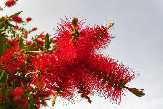 Red Melaleuca viminalis