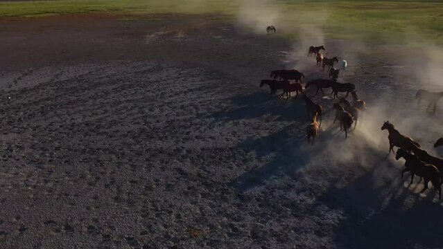vista aerea de caballos trotando y levantando el polvo del suelo reseco