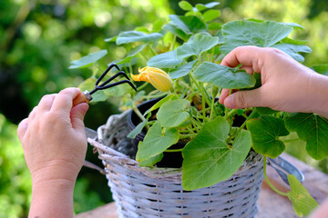 female hands take care of balcony garden plants, background of spring green foliage of trees,...