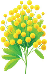 flower of the mimosa plant-