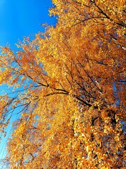 Beautiful autumn landscape with yellow trees and sun. Colorful foliage in the park