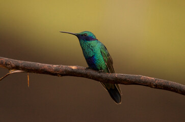 Sparkling violetear, scientific name Colibri coruscans, standing on a branch, looking to one side, in an open feeder environment in the Andes outside Quito, Ecuador.