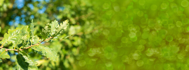 young green leaves of marsh oak in spring garden, summer park stretched out from strong wind, tree branches in background - obrazy, fototapety, plakaty