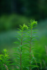 field grass in its indescribable natural beauty....