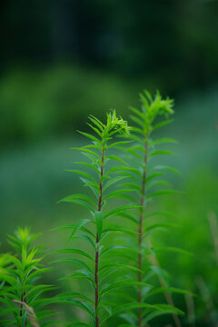 field grass in its indescribable natural beauty....