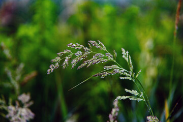 field grass in its indescribable natural beauty....