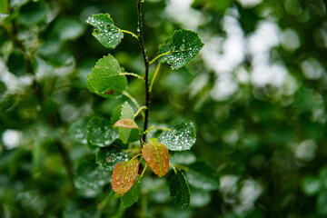 Amazing raindrops on the green leaves of the tree... 
