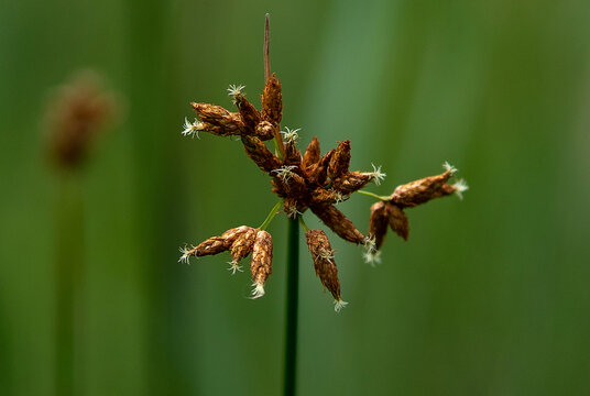 field grass in its indescribable natural beauty....