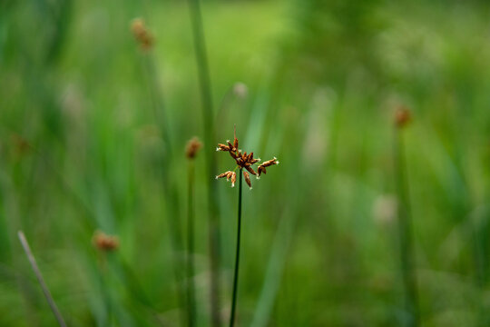 field grass in its indescribable natural beauty....