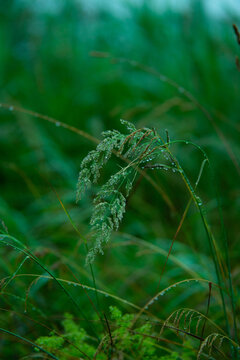 field grass in its indescribable natural beauty....