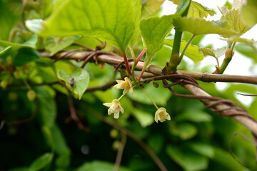 Blooming medicinal lemongrass. Schisandra chinensis.