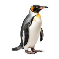 Penguin isolated on transparent and white background. Ideal for use in advertising. Generative ai