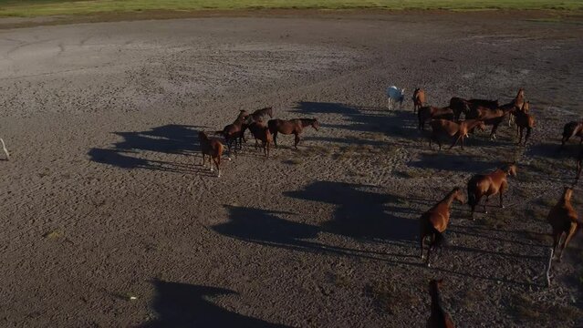 Vista aerea de caballos trotando sobre una laguna seca en una pradera.
