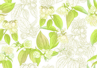 Jasmine Seamless pattern, background. Vector illustration. In botanical style Isolated on white background.