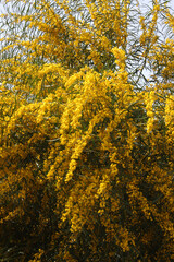 Mimosa tree and its golden yellow mimosa flowers. Women's Day 8 March