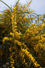 Mimosa tree and its golden yellow mimosa flowers. Women's Day 8 March