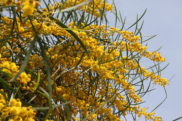 Mimosa tree and its golden yellow mimosa flowers. Women's Day 8 March