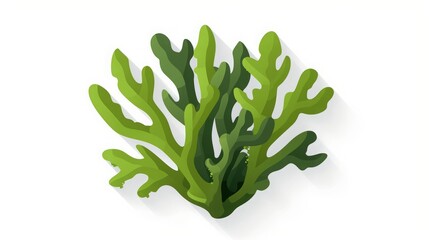 green algae isolated on white background.