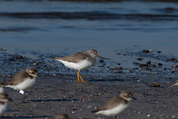 Terek sandpiper (Xenus cinereus), a small migratory Palearctic wader species, observed at Akshi Beach in Alibag, Maharashtra, India