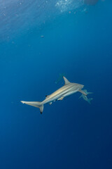 Oceanic Black Tip Swims in Blue Water in front of other sharks