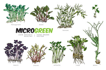 Color microgreens botanical vector set with titles, hand drawn natural fenugreek, beet, fennel, basil others salad herbs