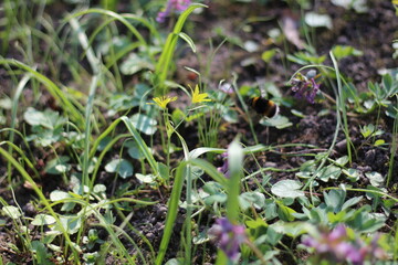 Spring growing flowers and nearby flying bee