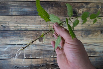 man's hand holding root-propagated nettle cuttings, nettle branch with roots for planting