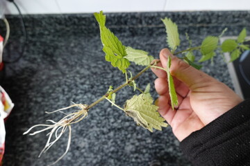 man holds branch of rooted nettle plant with roots. nettle plant propagated by cuttings