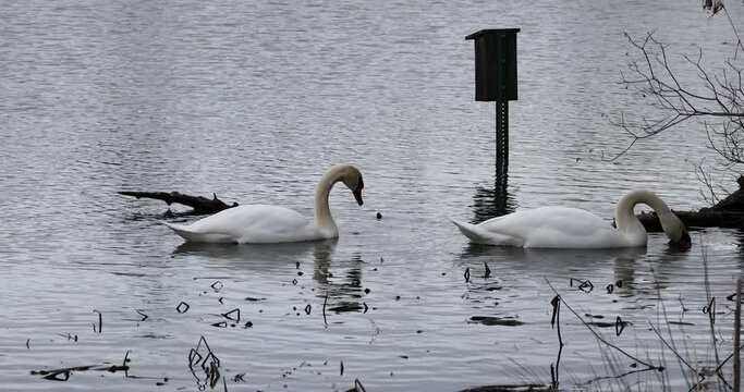 Swans Feeding in Pond