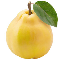 One fresh quince fruit with leaf 