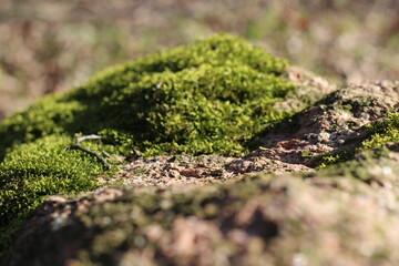 Moss growing on a stone