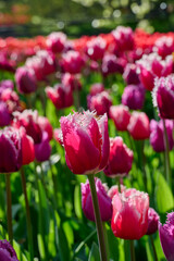 Fototapeta premium tulipa San Stefano red, pink with white fringed edge with backlight