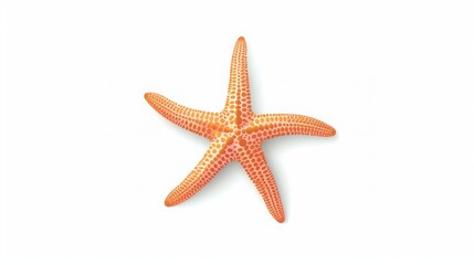 Fototapeta na wymiar Starfish on white background.
