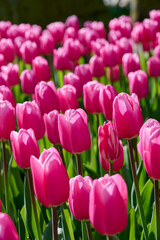a bed of pink tulips Tom Pouce with backlight and beautiful green leaves