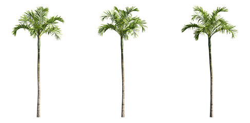 3d rendered palm trees on transparent background - obrazy, fototapety, plakaty