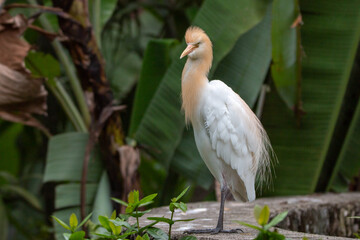 Cattle Egret Bird standing near bridge with tropical trees background