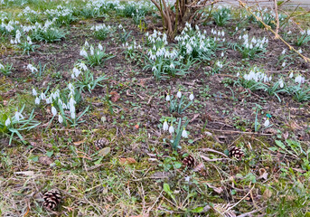 Fototapeta premium Snowdrops in the garden. Early spring flowers. The first flowers.
