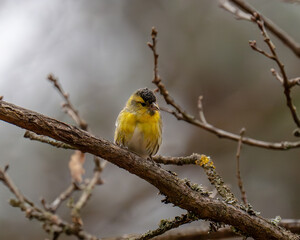Fototapeta premium yellow Spinus spinus perched on a branch of a tree