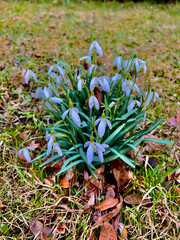 Snowdrops in the garden. Early spring flowers. The first flowers.
