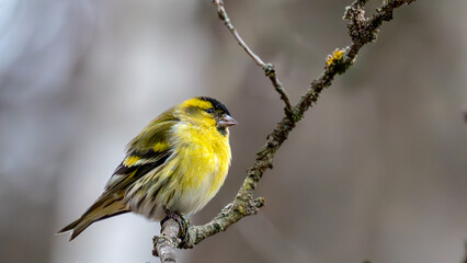 yellow Spinus spinus perched on a branch of a tree