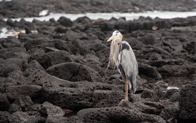 Obraz premium Garza Real de las Galápagos posada sobre piedras volcánicas en la orilla del mar.