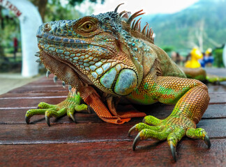 Green iguana (Iguana iguana) on a wooden table