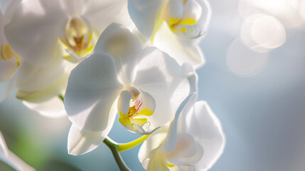 Fototapeta na wymiar enchanting world of flora, a delicate colored orchid in full bloom
